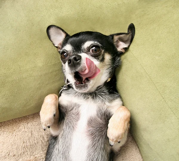 Chihuahua couché sur un lit pour animaux — Photo