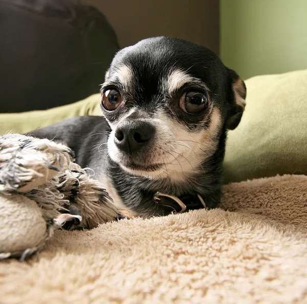 Chihuahua que põe na cama do animal de estimação — Fotografia de Stock