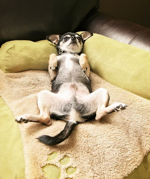 Chihuahua couché sur un lit pour animaux — Photo