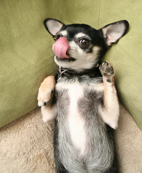 Chihuahua acostado en cama de mascota — Foto de Stock