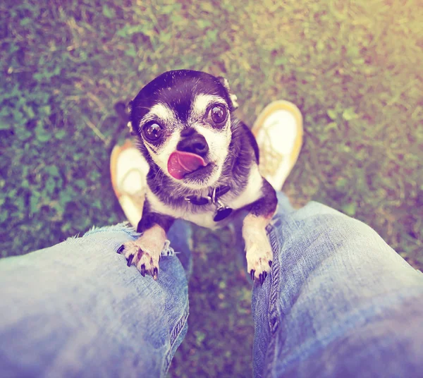 Chihuahua begging to be picked up — Stock Photo, Image