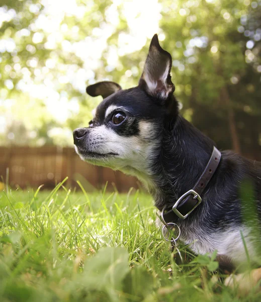 Chihuahua na grama — Fotografia de Stock