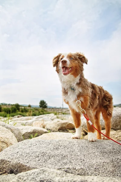 Niedlicher Hund auf Felsen — Stockfoto