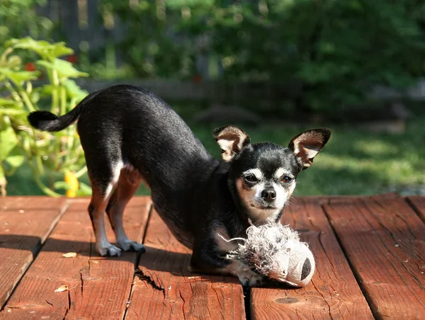 Onun oyuncakla oynamak Chihuahua — Stok fotoğraf