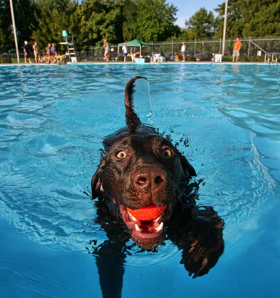 Hond bij lokale openbaar zwembad — Stockfoto