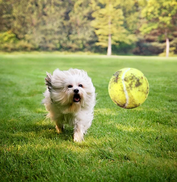 Perro corriendo para tratar de atrapar pelota — Foto de Stock