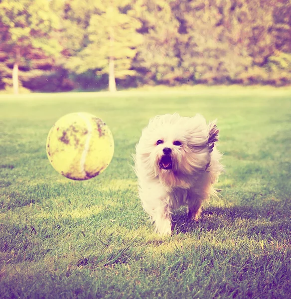 Hund som kör för att försöka fånga bollen — Stockfoto