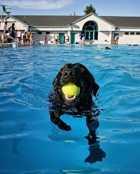 Perro en la piscina pública local — Foto de Stock