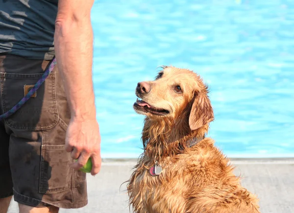 Złoty pies myśliwski na publicznym basenie — Zdjęcie stockowe