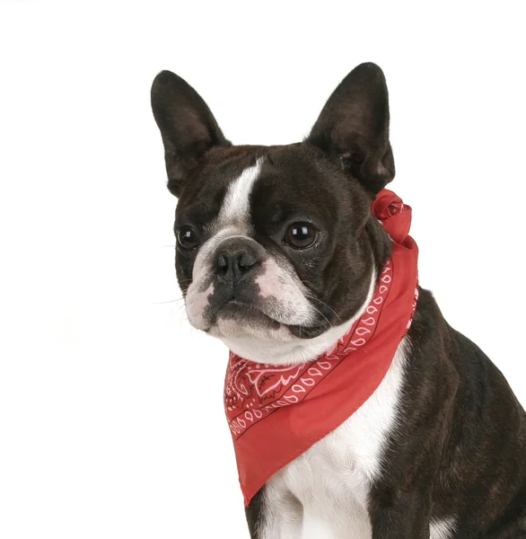 Boston Terrier mit rotem Kopftuch — Stockfoto