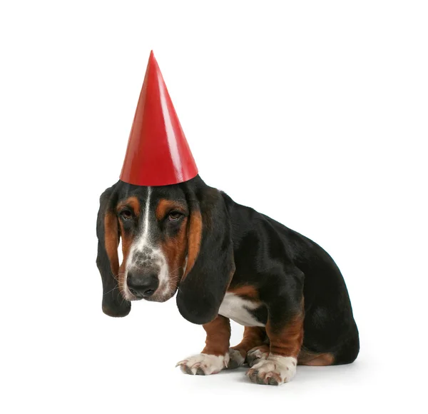 Basset κυνηγόσκυλο με καπέλο γενέθλια — Φωτογραφία Αρχείου