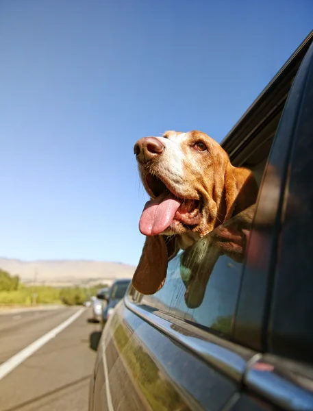 Basset Hund aus dem Autofenster — Stockfoto