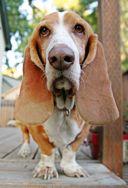 Cão de Basset engraçado — Fotografia de Stock