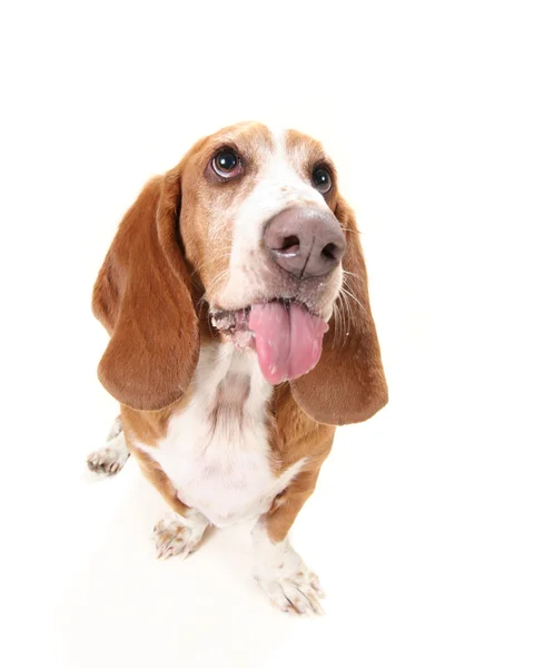 Basset hound dilini çıkarmış — Stok fotoğraf