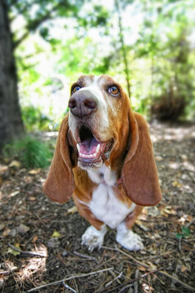Basset hound blaffen in park — Stockfoto