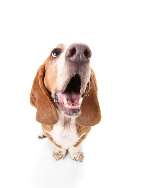 Basset hound com a boca aberta — Fotografia de Stock