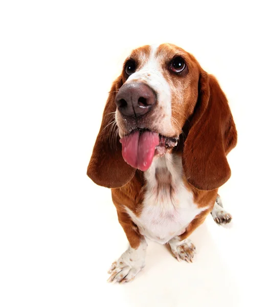 Basset hound with tongue out — Stock Photo, Image