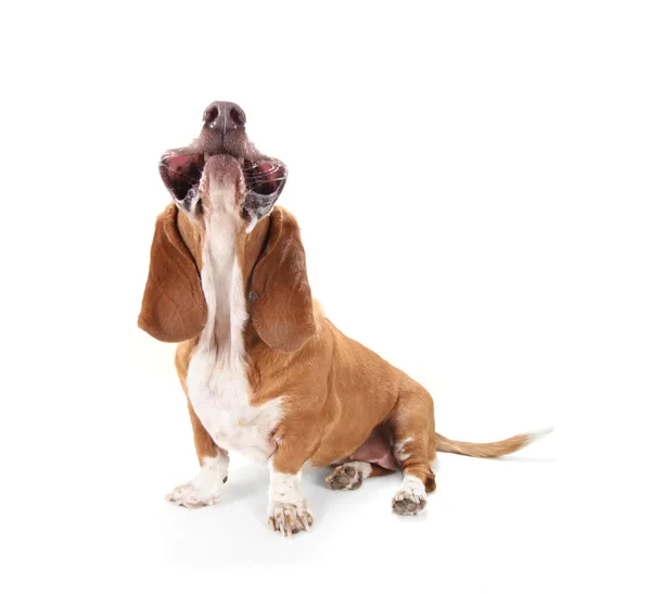 Basset hound con la bocca rivolta verso l'alto — Foto Stock