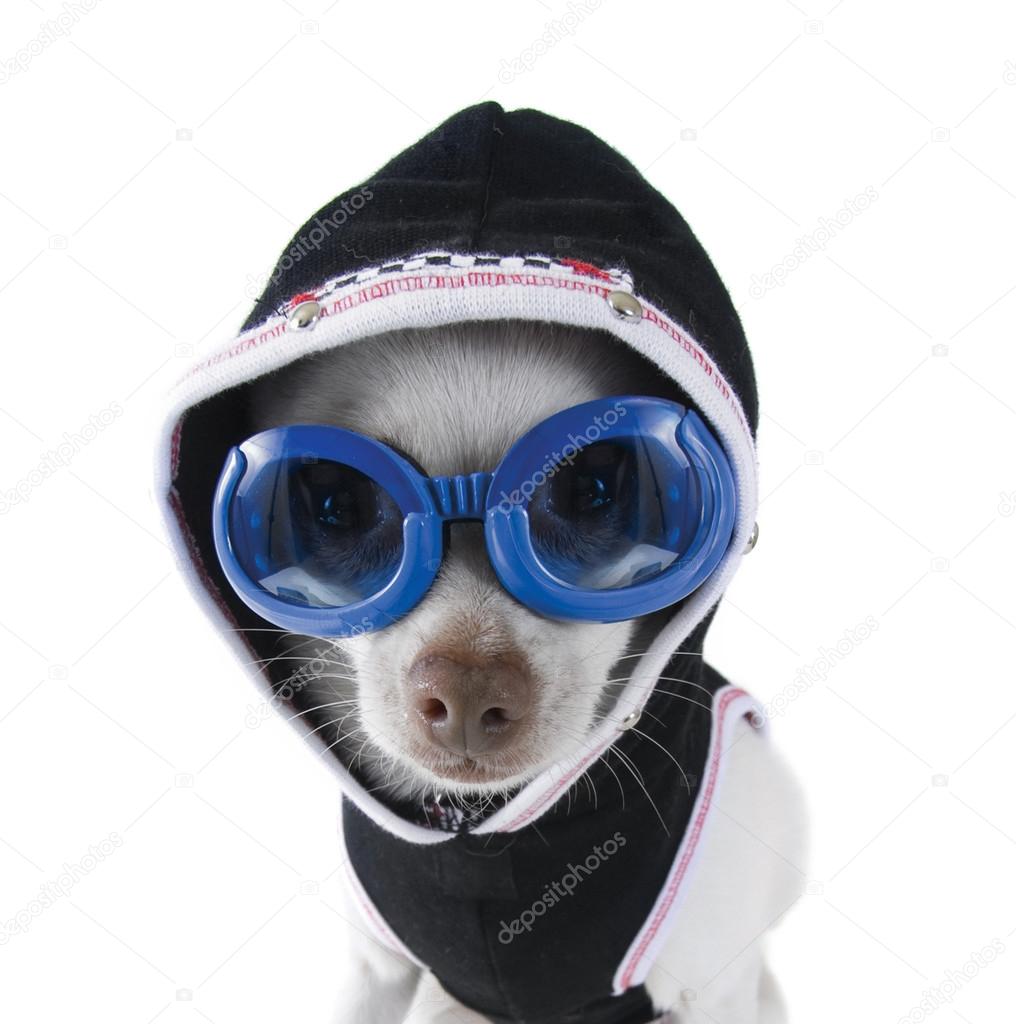 Chihuahua with goggles and hoodie on