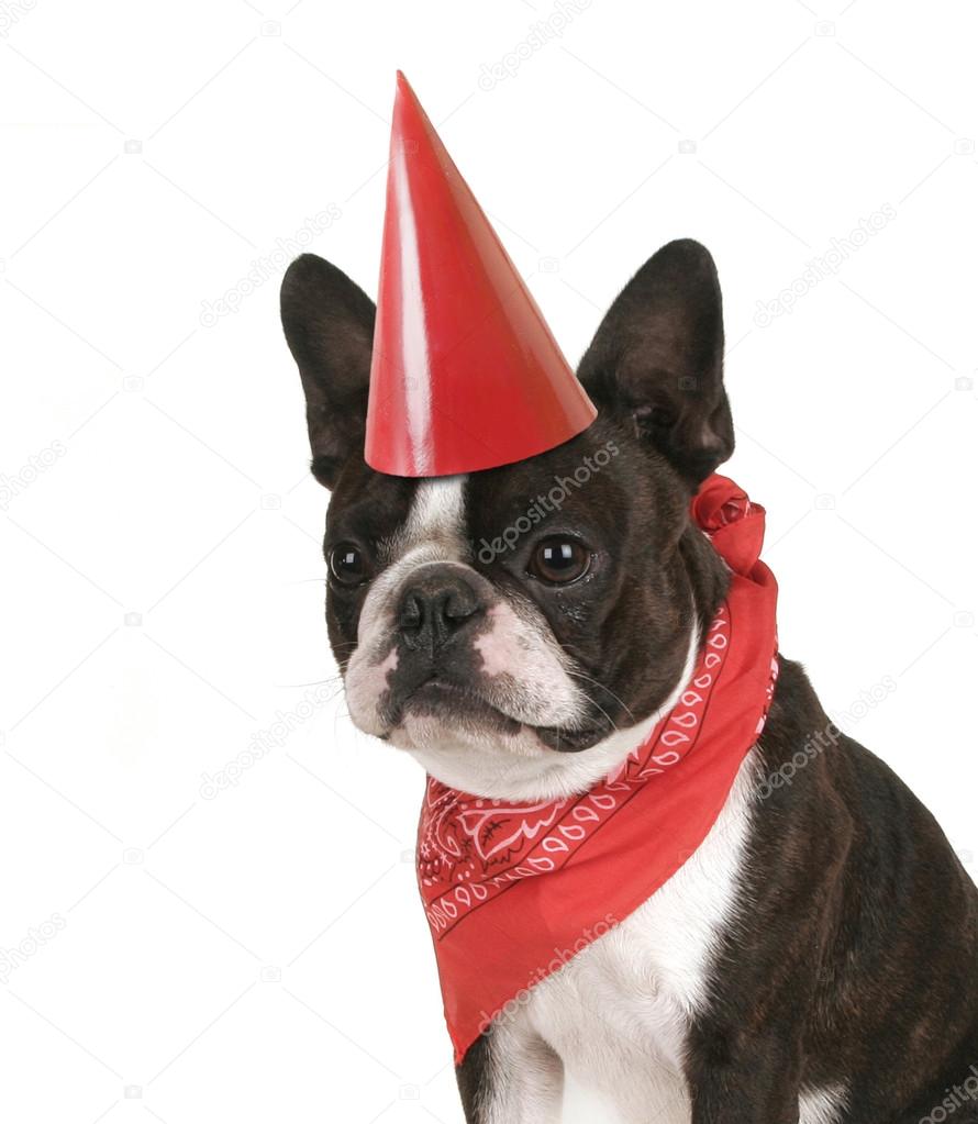Boston terrier con sombrero de fiesta — Foto de stock #53609149 ©  graphicphoto, image size:890x1023