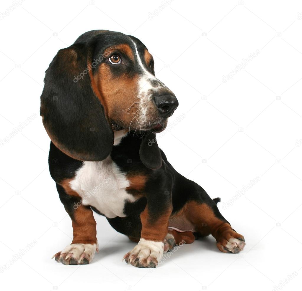 Baby basset hound