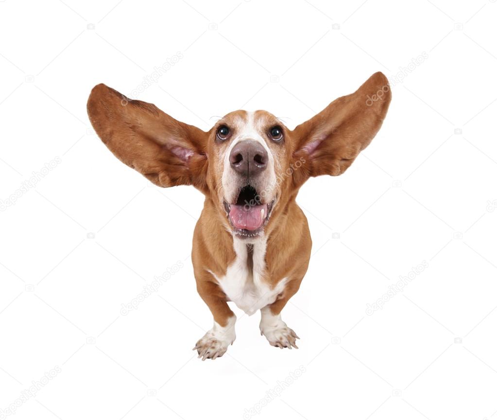 Funny basset hound