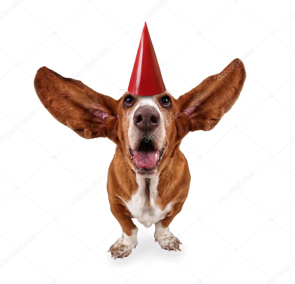Basset hound with birthday hat