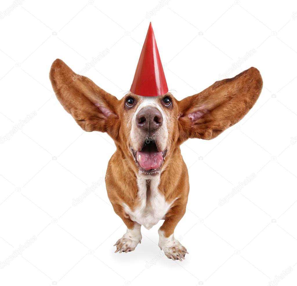 Basset hound with birthday hat