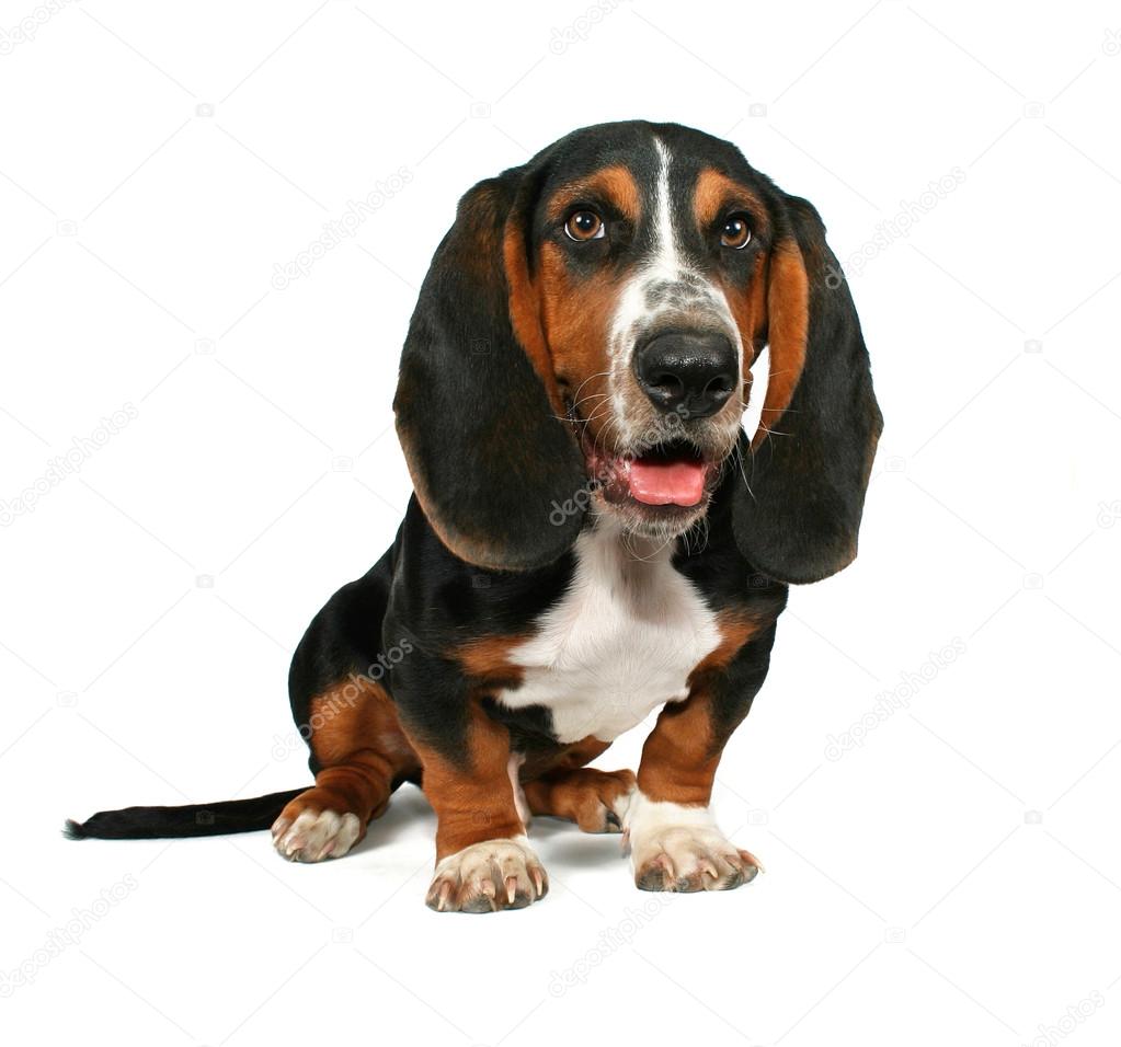 Bassett hound sitting down