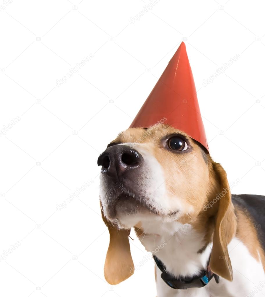 Stockfotos Hund Kumpel Bilder Stockfotografie Hund Kumpel Lizenzfreie Fotos Seite 2 Depositphotos