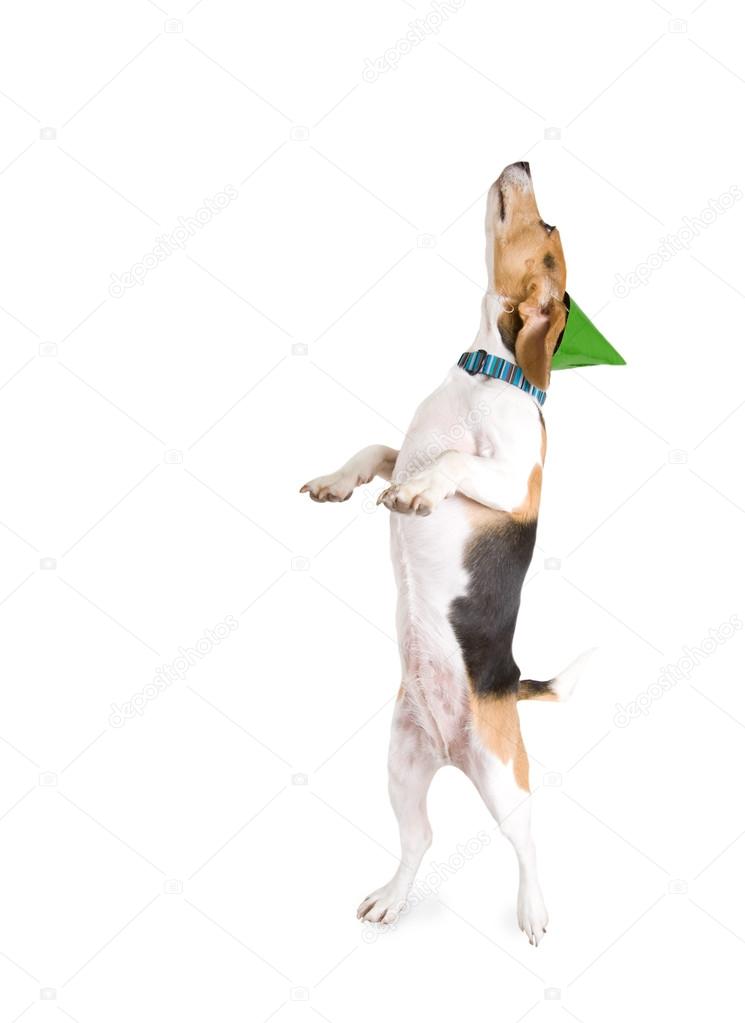 Beagle in party hat standing up
