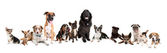 Картина, постер, плакат, фотообои "big group of dogs", артикул 53618399