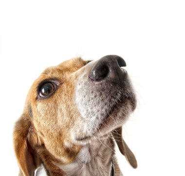 şirin beagle
