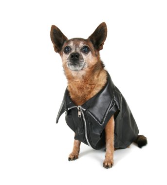 chihuahua motorcu kılığına girmiş
