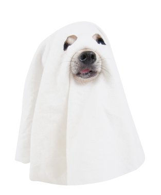 köpek ürkütücü hayalet gibi giyinmiş