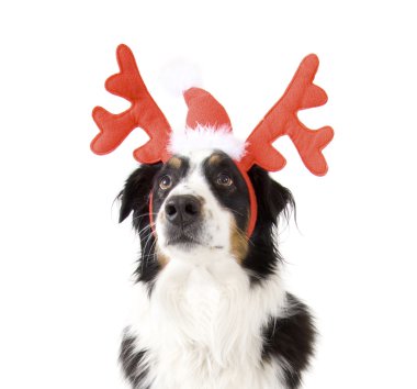 Ren geyiği boynuzları köpekler giyinmiş