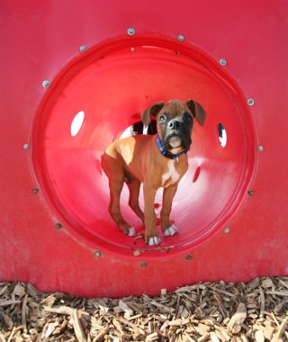 Boxer puppy at park clipart