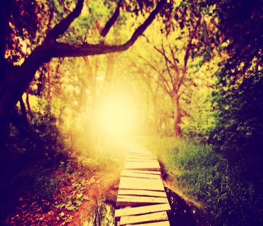 Yeşil yemyeşil orman içinde büyülü Köprüsü