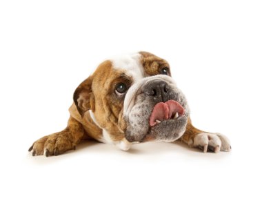 bulldog yalvarıyor