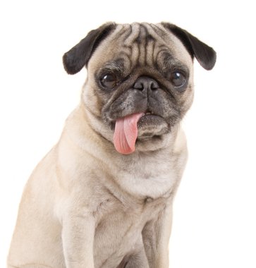 Pug köpek