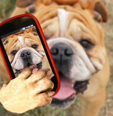 Bulldog alarak selfie kamera ile