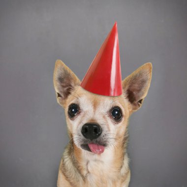 doğum günü şapkası ile köpek
