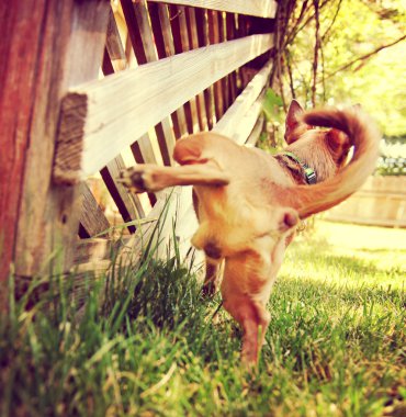 chihuahua gazebo kafes üzerinde peeing