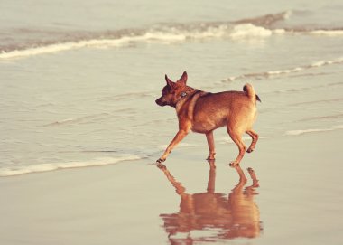 plajda çalışan chihuahua