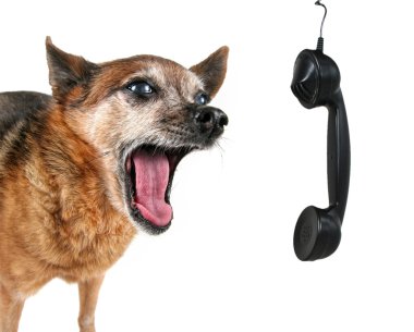 Evet sevimli chihuahua