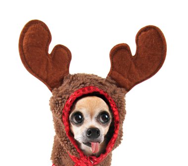 Chihuahua Ren geyiği 's kostüm