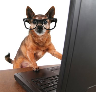 dizüstü bilgisayarda İnternet'te sörf chihuahua