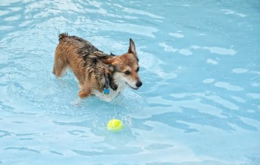 Dog having fun at swimming pool clipart
