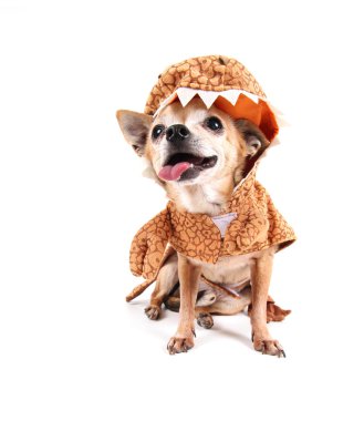 Chihuahua dinozorun kostüm