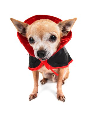 Drakula'nın kostüm Chihuahua